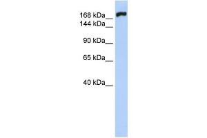 Western Blotting (WB) image for anti-Myosin, Heavy Polypeptide 10, Non-Muscle (MYH10) antibody (ABIN2458640) (MYH10 Antikörper)