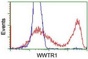 HEK293T cells transfected with either RC204082 overexpress plasmid (Red) or empty vector control plasmid (Blue) were immunostained by anti-WWTR1 antibody (ABIN2454960), and then analyzed by flow cytometry. (WWTR1 Antikörper)