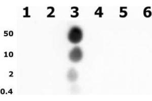 Histone H3 phospho Thr11 pAb tested by dot blot analysis. (Histone 3 Antikörper  (pThr11))