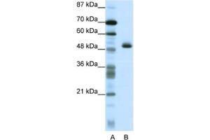 Western Blotting (WB) image for anti-Zinc Finger Protein 213 (ZNF213) antibody (ABIN2461716) (ZNF213 Antikörper)