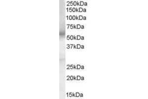 Western Blotting (WB) image for anti-Prostaglandin E Receptor 4 (Subtype EP4) (PTGER4) (AA 302-314) antibody (ABIN295612) (PTGER4 Antikörper  (AA 302-314))