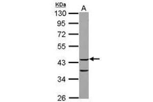 Image no. 1 for anti-COP9 Signalosome Complex Subunit 3 (COPS3) (AA 139-390) antibody (ABIN1497573) (COPS3 Antikörper  (AA 139-390))