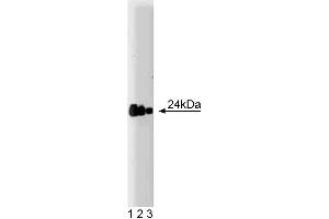 Western blot analysis of FADD on a A431 lysate. (FADD Antikörper  (AA 94-208))