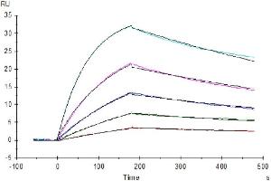 Surface Plasmon Resonance (SPR) image for Colony Stimulating Factor 1 Receptor (CSF1R) (AA 20-512) protein (Fc Tag) (ABIN7274424)