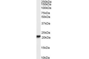 Western Blotting (WB) image for anti-Retinol Binding Protein 4, Plasma (RBP4) (AA 116-130) antibody (ABIN293017) (RBP4 Antikörper  (AA 116-130))
