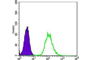 Flow cytometric analysis of Hela cells using anti-CK7 mAb (green) and negative control (purple). (Cytokeratin 7 Antikörper)