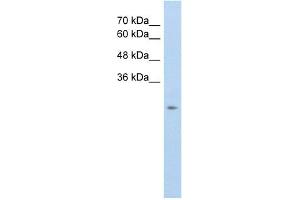 WB Suggested Anti-SLC25A45 Antibody Titration:  5. (SLC25A45 Antikörper  (C-Term))