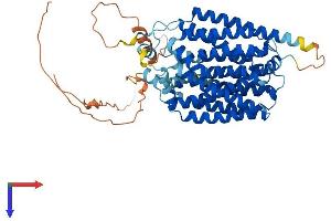 FLVCR Protein (AA 1-560) (His tag)