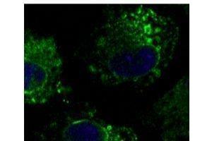 Anti-Calnexin ER membrane marker Ab (ABOC37) at 1/500 dilution, lysates at 50 µg per Iane, Rabbit potyctonal to goat lµg (HRP) at 1/10,000 dilution, (Calnexin Antikörper  (C-Term))