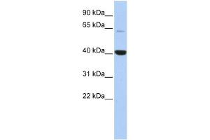 WB Suggested Anti-MBD1 Antibody Titration:  0. (MBD1 Antikörper  (Middle Region))