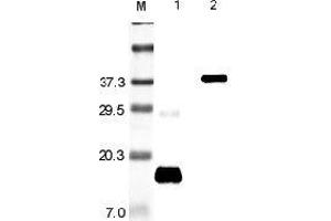 Western blot analysis using anti-Resistin (rat), pAb  at 1:5'000 dilution. (Resistin Antikörper)