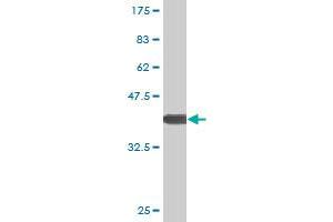 Western Blot detection against Immunogen (37. (XBP1 Antikörper  (AA 123-225))