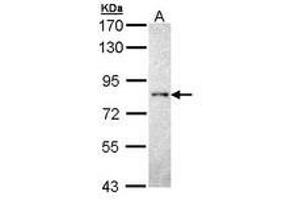 Image no. 1 for anti-Protein tyrosine Phosphatase, Receptor Type, R (PTPRR) (AA 425-632) antibody (ABIN467537) (PTPRR Antikörper  (AA 425-632))