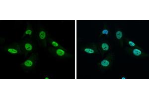 Immunofluorescence (IF) image for anti-Growth Factor Receptor-Bound Protein 2 (GRB2) (C-Term) antibody (ABIN2854697)