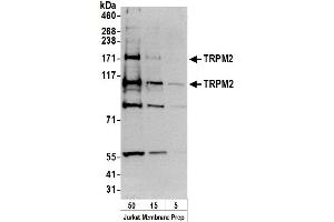 Western Blotting (WB) image for anti-Transient Receptor Potential Cation Channel, Subfamily M, Member 2 (TRPM2) (AA 650-700) antibody (ABIN7450848)