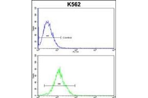 Flow cytometric analysis of k562 cells (bottom histogram) compared to a negative control cell (top histogram). (ATP12A Antikörper  (AA 833-859))