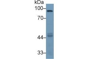 Detection of MMP9 in Human HepG2 cell lysate using Monoclonal Antibody to Matrix Metalloproteinase 9 (MMP9) (MMP 9 Antikörper  (AA 226-391))