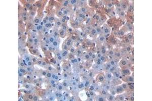 IHC-P analysis of Mouse Tissue, with DAB staining. (MGEA5 Antikörper  (AA 695-814))