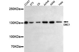 Western blot detection of DBC1 in HeLa,A549,Jurkat,C6,3T3 and COS7 cell lysates using DBC1 mouse mAb (1:500 diluted). (DBC1 Antikörper)