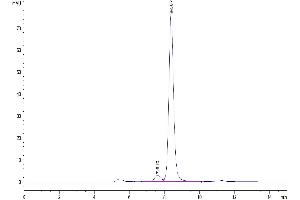 Size-exclusion chromatography-High Pressure Liquid Chromatography (SEC-HPLC) image for Lipocalin 2 (LCN2) (AA 21-200) protein (Fc Tag) (ABIN7275322)