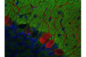 Immunohistochemistry (IHC) image for anti-Glycoprotein M6A (GPM6A) (AA 261-270) antibody (ABIN1742485) (GPM6A Antikörper  (AA 261-270))