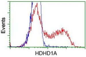 HEK293T cells transfected with either RC204419 overexpress plasmid (Red) or empty vector control plasmid (Blue) were immunostained by anti-HDHD1A antibody (ABIN2454327), and then analyzed by flow cytometry. (HDHD1 Antikörper)