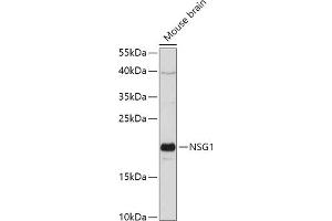 Western blot analysis of extracts of Mouse brain, using NSG1 antibody (ABIN7268878) at 1:1000 dilution. (NSG1 Antikörper  (AA 1-80))