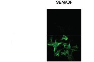 Sample Type: Untransfected HEK293 and Sema3F-AP transfected HEK293  Primary Antibody Dilution: 1:1000 Secondary Antibody: Anti rabbit-Alexa Fluor 488  Secondary Antibody Dilution: 1:000 Color/Signal Descriptions:   Gene Name: SEMA3F Submitted by: Dr. (SEMA3F Antikörper  (N-Term))