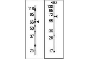 (LEFT)Western blot analysis of anti-Pael-R (GPR37) Pab in mouse brain tissue lysate. (GPR37 Antikörper  (C-Term))