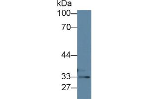 Western Blot; Sample: Human HepG2 cell lysate; Primary Ab: 1µg/ml Rabbit Anti-Mouse TST Antibody Second Ab: 0. (TST Antikörper  (AA 2-297))