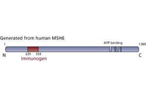 Image no. 3 for anti-MutS Homolog 6 (E. Coli) (MSH6) (AA 225-333) antibody (ABIN968248) (MSH6 Antikörper  (AA 225-333))