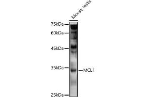 Western blot analysis of extracts of Mouse testis, using MCL1 antibody (ABIN1513185, ABIN3020984, ABIN3020985 and ABIN6213849) at 1:1000 dilution. (MCL-1 Antikörper)