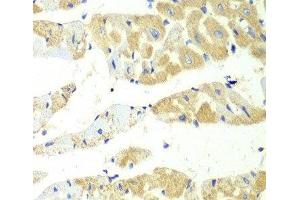 Immunohistochemistry of paraffin-embedded Mouse heart using TBXAS1 Polyclonal Antibody at dilution of 1:100 (40x lens). (TBXAS1 Antikörper)