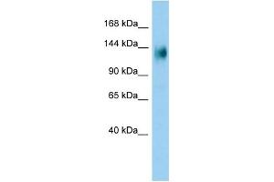 Host: Rabbit Target Name: PLEKHG3 Sample Type: A549 Whole Cell lysates Antibody Dilution: 1. (PLEKHG3 Antikörper  (C-Term))