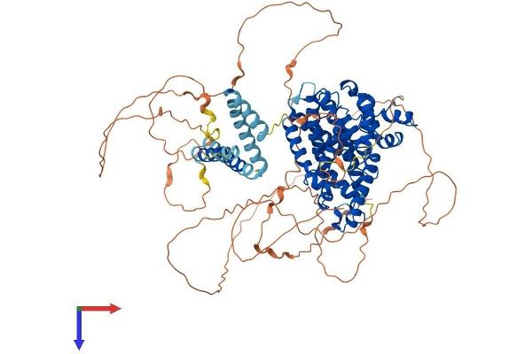 PDE4A Protein (AA 1-844) (His tag)