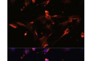 Immunofluorescence analysis of NIH/3T3 cells using CLDN5 Polyclonal Antibody at dilution of 1:100. (Claudin 5 Antikörper)