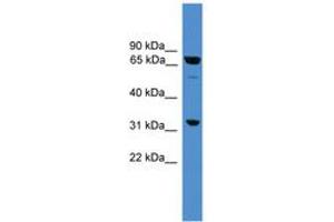 Image no. 1 for anti-Sorting Nexin 18 (SNX18) (AA 371-420) antibody (ABIN6745367) (SNX18 Antikörper  (AA 371-420))