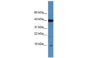 SPINK6 antibody used at 0. (SPINK6 Antikörper  (Middle Region))