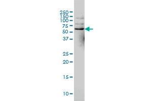 NCOA4 monoclonal antibody (M02), clone 1A2 Western Blot analysis of NCOA4 expression in Hela S3 NE . (NCOA4 Antikörper  (AA 505-614))