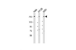 Western Blot at 1:1000-1:2000 dilution Lane 1: Hela whole cell lysate Lane 2: HT-29 whole cell lysate Lane 3: WiDr whole cell lysate Lysates/proteins at 20 ug per lane. (PCNXL2 Antikörper  (AA 467-499))