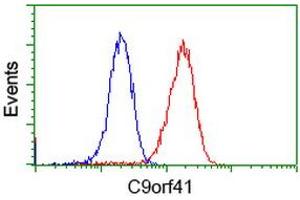 Image no. 3 for anti-Chromosome 9 Open Reading Frame 41 (C9orf41) antibody (ABIN1497061) (C9orf41 Antikörper)
