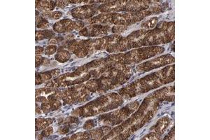 Immunohistochemical staining of human stomach with TIMM9 polyclonal antibody  shows strong cytoplasmic positivity in glandular cells at 1:10-1:20 dilution. (TIMM9 Antikörper)