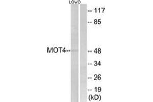 Western blot analysis of extracts from LOVO cells, using MOT4 Antibody. (SLC16A3 Antikörper  (AA 233-282))