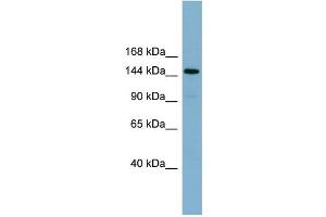 WB Suggested Anti-KIAA1199  Antibody Titration: 0.