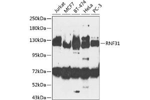 Western blot analysis of extracts of various cell lines, using RNF31 antibody (ABIN6128646, ABIN6147036, ABIN6147038 and ABIN6224248) at 1:1000 dilution. (RNF31 Antikörper  (AA 500-700))