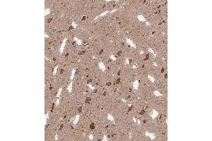 Immunohistochemical analysis of A on paraffin-embedded Human brain tissue.