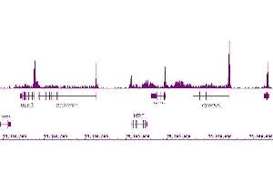 RNA pol II CTD Ser2ph / Ser5ph antibody (mAb) (Clone 1A12G10) tested by ChIP-Seq. (RNA Pol II CTD Ser2ph / Ser5ph (pSer2), (pSer5) Antikörper)