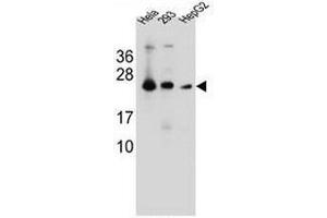 MESDC2 Antibody (C-term) western blot analysis in Hela,293,HepG2 cell line lysates (35µg/lane). (MESDC2 Antikörper  (C-Term))