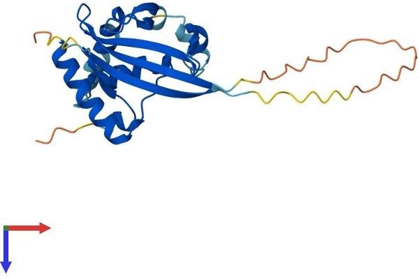 ATG10 Protein (AA 1-215) (His tag)