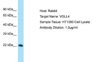 Host: Rabbit Target Name: VGLL4 Sample Tissue: Human HT1080 Whole Cell Antibody Dilution: 1ug/ml (VGLL4 Antikörper  (Middle Region))